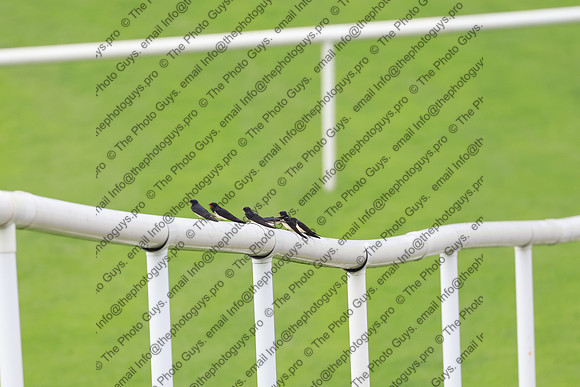 3273